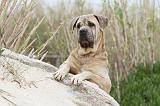 CANE CORSO 573